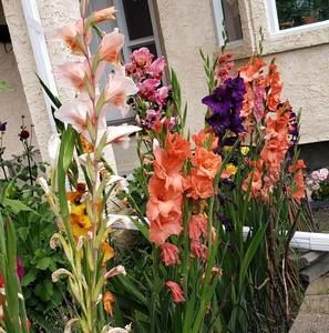 Meet your Posher, Donna lyne